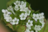 Valerianella locusta
