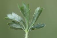 Potentilla verna