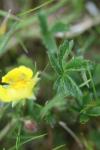 Potentilla verna