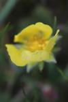 Potentilla verna