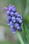 Muscari neglectum