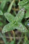 Rhinanthus minor