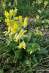 Primula veris