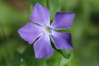 Vinca major