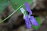 Viola riviniana