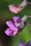 Lathyrus linifolius