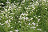 Cardamine amara