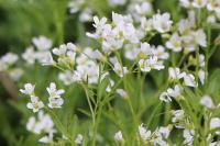 Cardamine amara