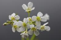 Cardamine amara