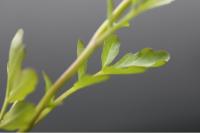 Cardamine amara