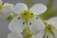 Cardamine amara