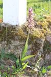 Himantoglossum robertianum