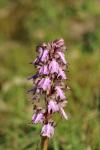 Himantoglossum robertianum
