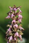 Himantoglossum robertianum