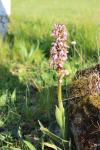 Himantoglossum robertianum