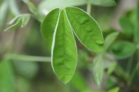 Laburnum anagyroides