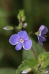 Veronica chamaedrys