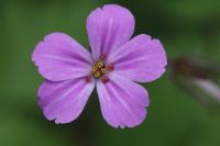 Geranium robertianum