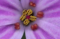 Geranium robertianum