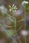 Arabidopsis thaliana
