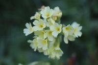 Primula veris