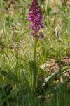 Orchis mascula