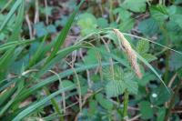 Carex pendula