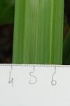 Carex pendula