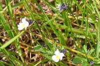 Viola arvensis