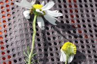 Matricaria chamomilla