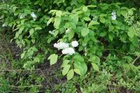 Prunus padus
