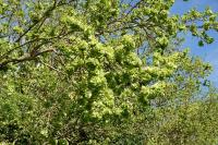 Ulmus minor