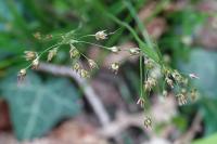 Luzula pilosa