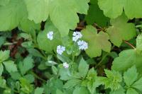 Myosotis arvensis