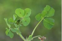 Medicago arabica