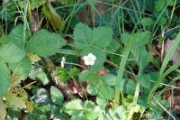 Fragaria vesca