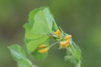 Medicago arabica
