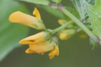 Medicago arabica