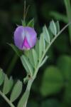 Vicia sativa