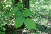 Ulmus minor
