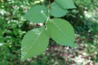 Ulmus minor
