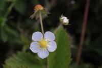 Fragaria vesca