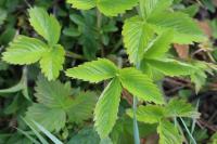 Fragaria vesca