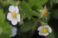 Fragaria vesca