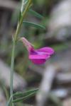 Vicia angustifolia