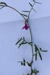 Vicia angustifolia