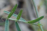 Vicia angustifolia