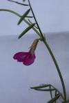 Vicia angustifolia