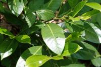 Prunus laurocerasus