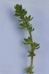 Veronica arvensis